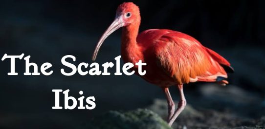 The Scarlet Ibis PDF Free Download