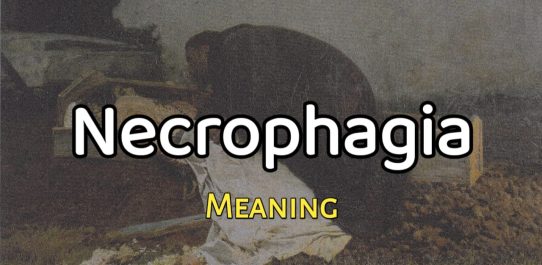 Necrophagia Meaning