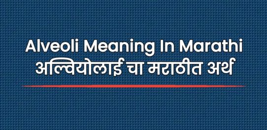 Alveoli Meaning In Marathi | अल्वियोलाई चा मराठीत अर्थ