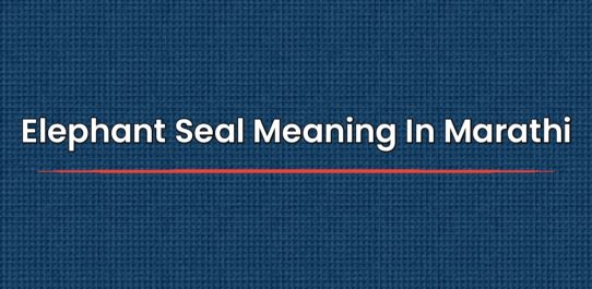 Elephant Seal Meaning In Marathi