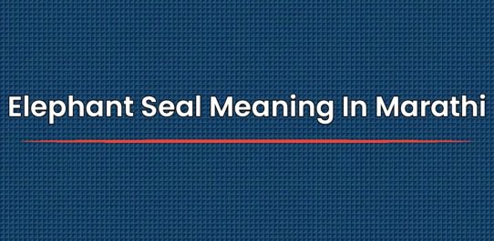 Elephant Seal Meaning In Marathi | मराठीत अर्थ