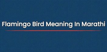 Flamingo Bird Meaning In Marathi | फ्लेमिंगो पक्ष्याची अर्थ