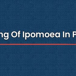 Meaning Of Ipomoea In Punjabi