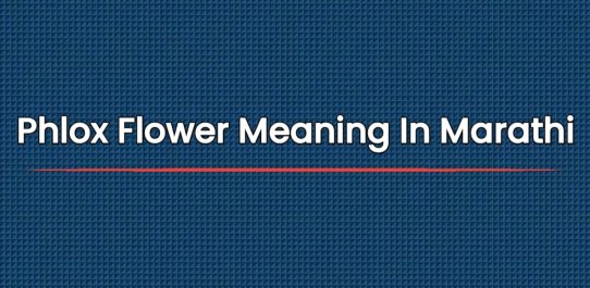 Phlox Flower Meaning In Marathi