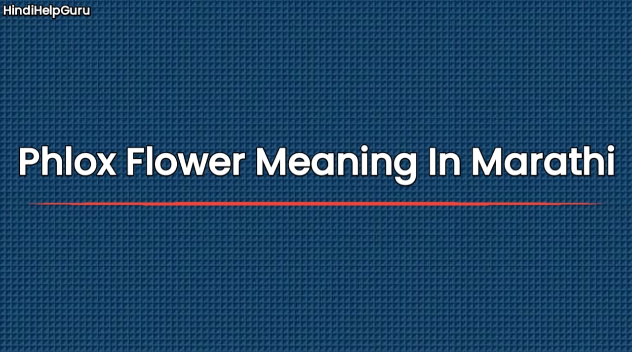 Phlox Flower Meaning In Marathi